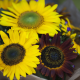 Słonecznik Formular Mix F1 (Helianthus annuus) – uprawa