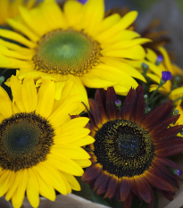 Słonecznik Formular Mix F1 (Helianthus annuus) – uprawa