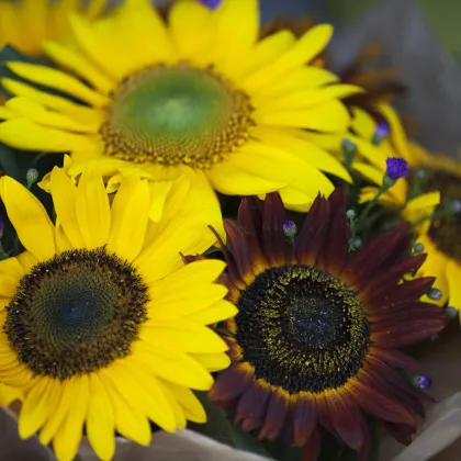 Słonecznik Formular Mix F1 (Helianthus annuus) – uprawa