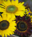 Słonecznik Formular Mix F1 (Helianthus annuus) – uprawa