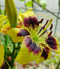 Lilia Pieton – Lilium – lilia – cebule – uprawa
