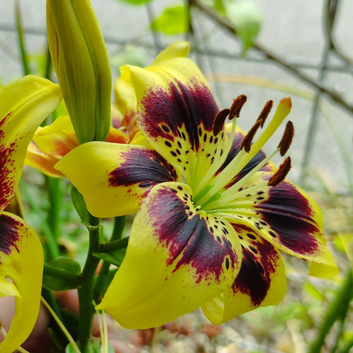 Lilia Pieton – Lilium – cebula lilii – 1 szt.
