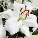 Lilia Casablanca – Lilium – cebule lilii