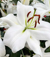Lilia Casablanca – Lilium – cebula lilii – 1 szt.