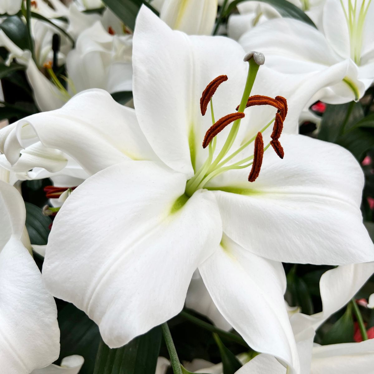 Lilia Casablanca – Lilium – cebule lilii