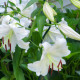 Lilia Casablanca – Lilium – cebule lilii