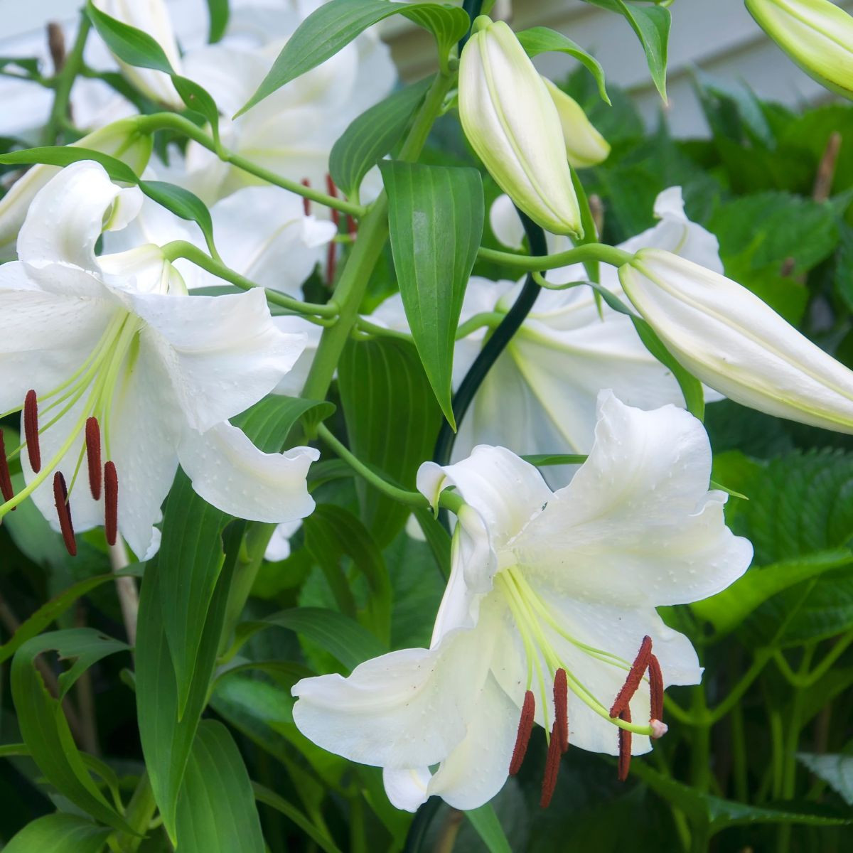 Lilia Casablanca – Lilium – cebule lilii