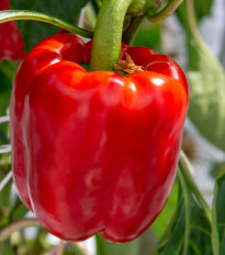 Papryka Beluga Red F1 - Capsicum annuum - nasiona papryki - 5 szt.
