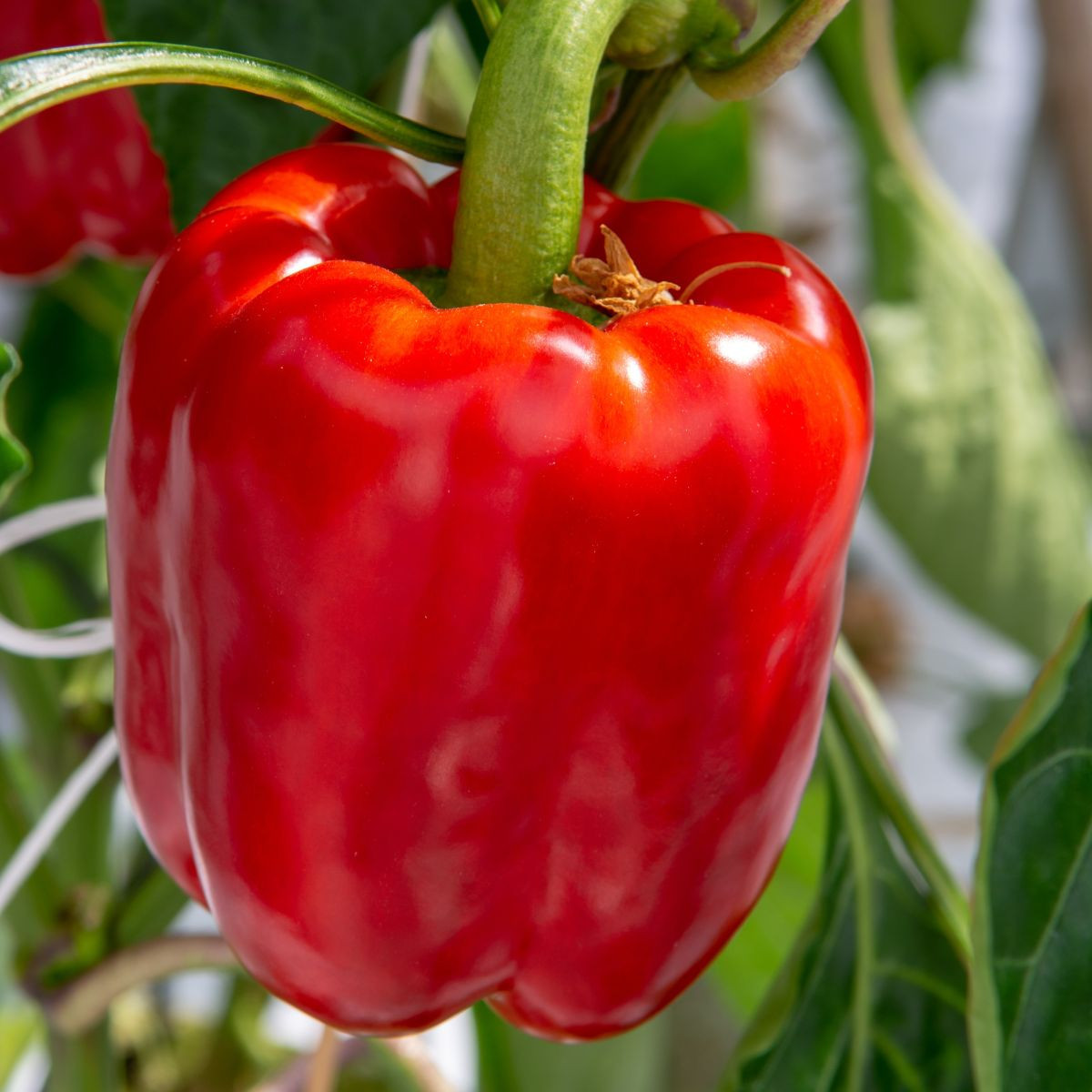 Paprika Beluga Red F1 - Capsicum annuum - semena papriky - 5 ks