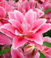 Lilia Lila Cloud  – Lilium – cebula lilii orientalnej pełnokwiatowej – 1 szt.