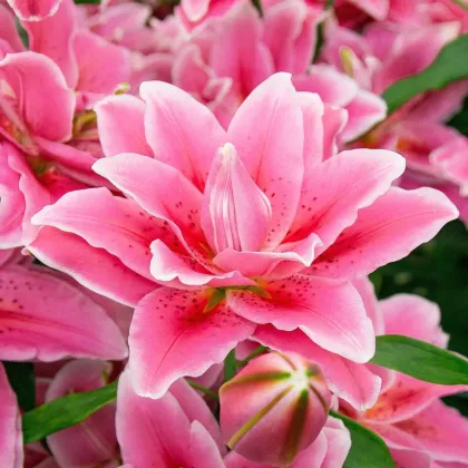 Lilia Lila Cloud  – Lilium – cebula lilii orientalnej pełnokwiatowej – 1 szt.