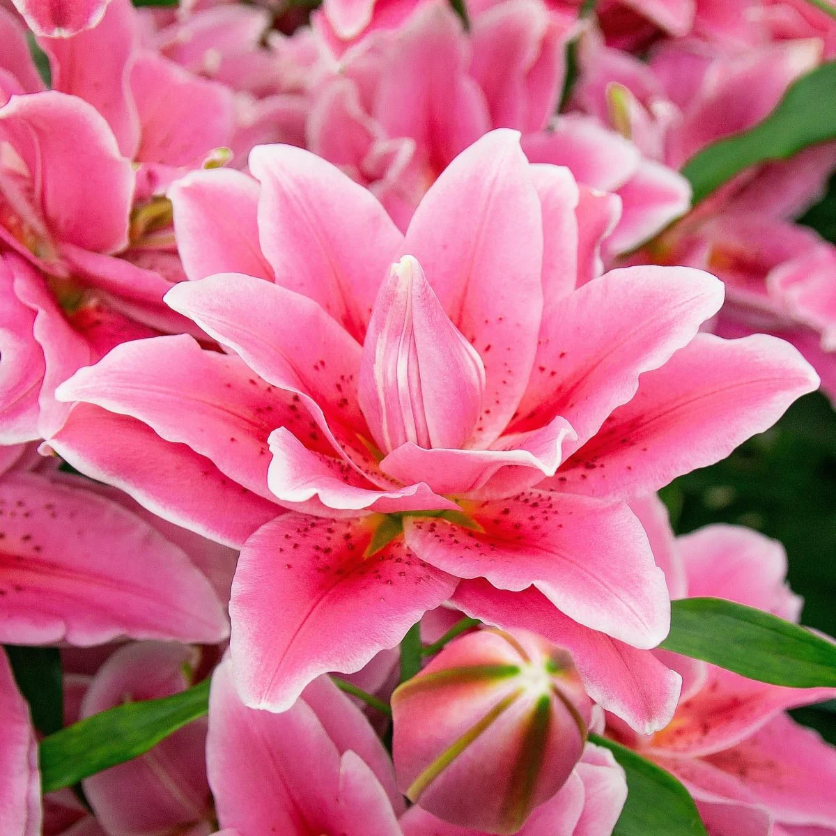 Lilia Lila Cloud  – Lilium – cebula lilii orientalnej pełnokwiatowej – 1 szt.