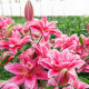 Lilia Lila Cloud  – Lilium – cebula lilii orientalnej pełnokwiatowej – 1 szt.