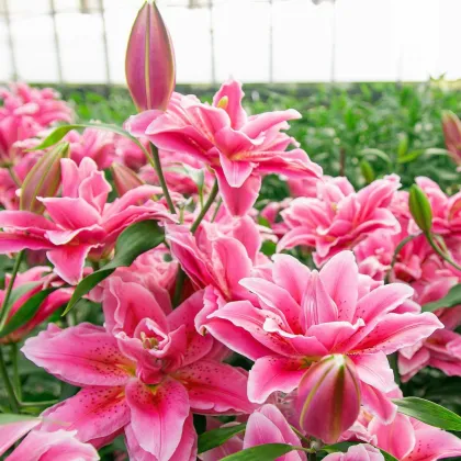 Lilia Lila Cloud  – Lilium – cebula lilii orientalnej pełnokwiatowej – 1 szt.