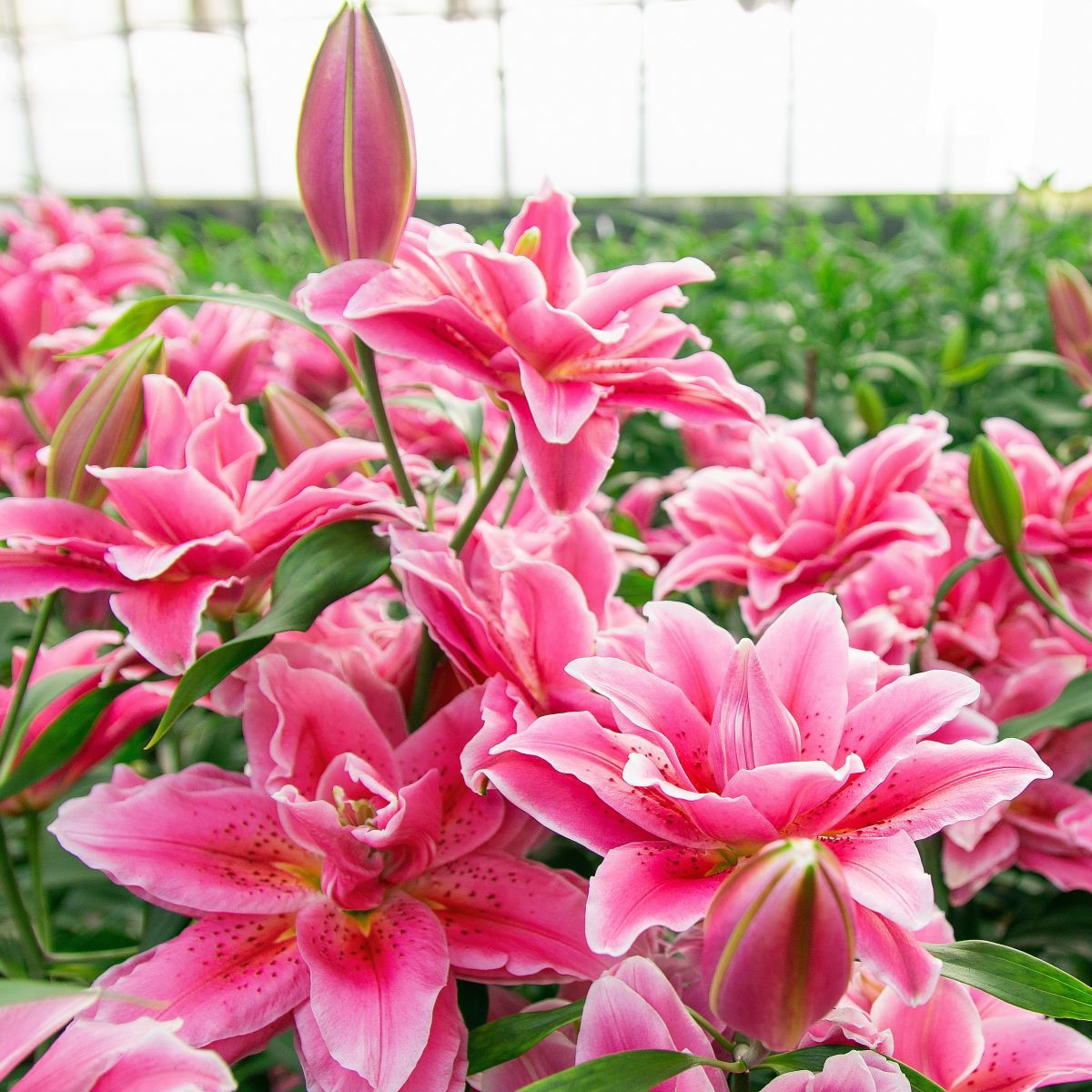 Lilia Lila Cloud  – Lilium – cebula lilii orientalnej pełnokwiatowej – 1 szt.