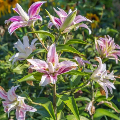 Lilia Sweet Rosy – Lilium – cebula lilii orientalnej – 1 szt.