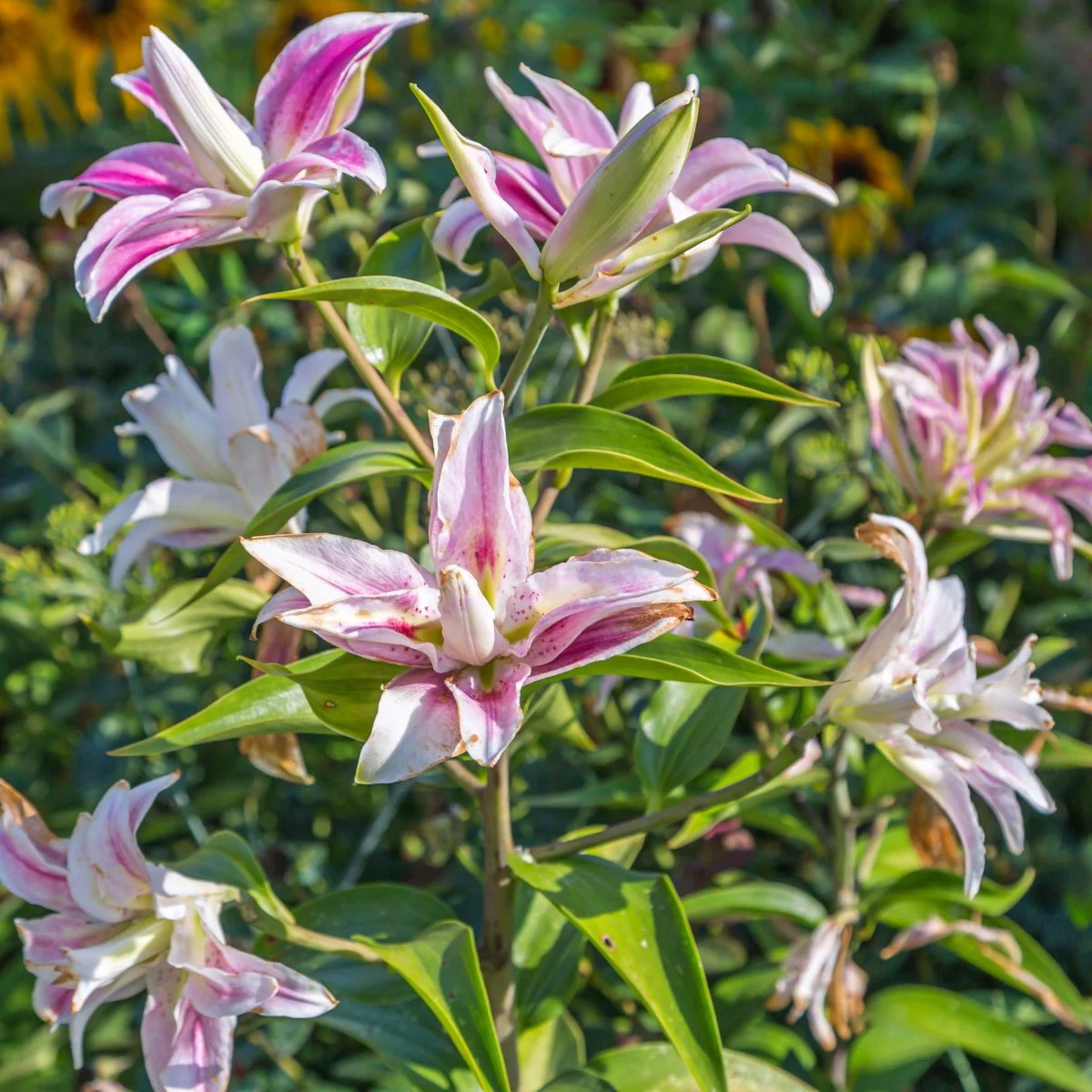 Lilia Sweet Rosy – Lilium – cebula lilii orientalnej – 1 szt.