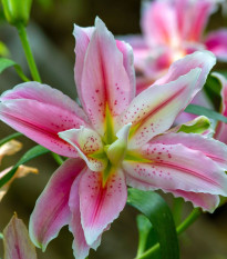 Lilia Sweet Rosy – Lilium – cebule lilii