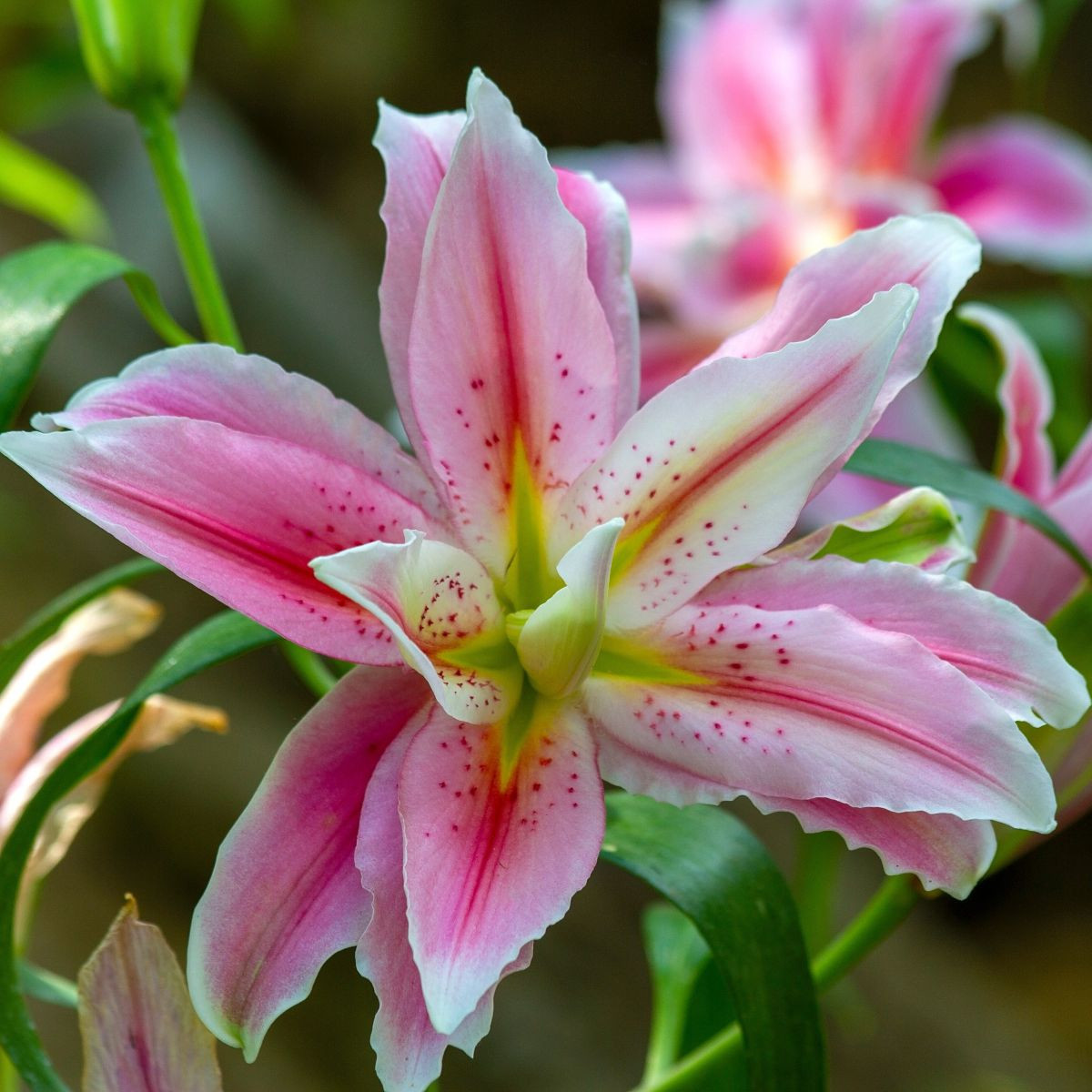 Lilia Sweet Rosy – Lilium – cebula lilii orientalnej – 1 szt.