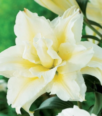 Lilia Roselily Aisha – Lilium – cebula lilii – uprawa lilii