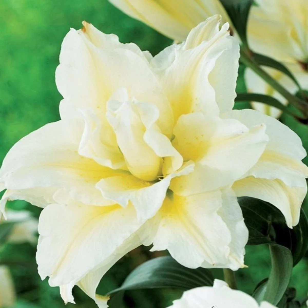 Lilia Roselily Aisha – Lilium – cebula lilii – uprawa lilii
