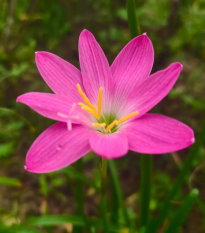 Lilia deszczowa różowa – Zephyrantes – cebula lilii – 3 szt.