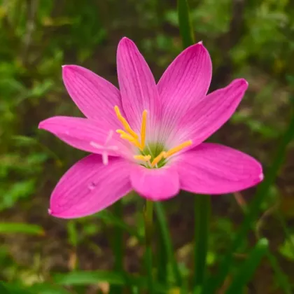 Lilia deszczowa różowa – Zephyrantes – cebula lilii – 3 szt.