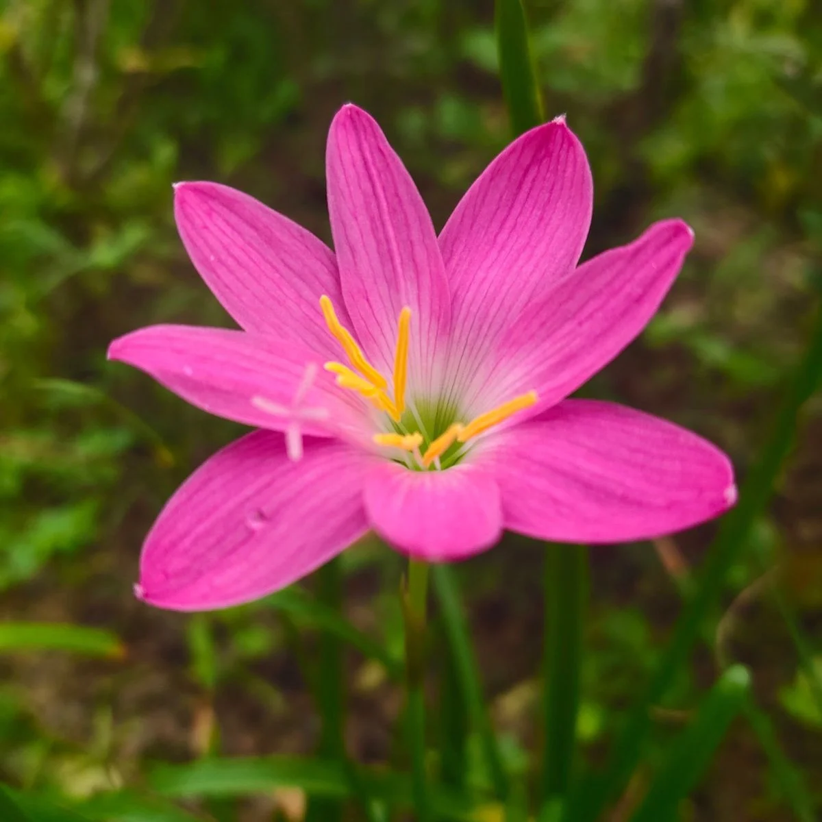 Lilia deszczowa różowa – Zephyrantes – cebula lilii – 3 szt.
