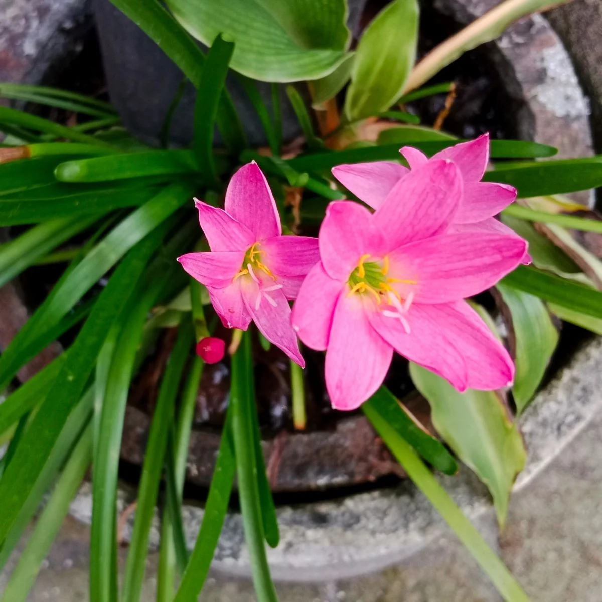 Lilia deszczowa różowa – Zephyrantes – cebula lilii – 3 szt.