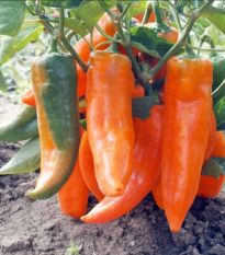Papryka roczna Timia – Capsicum annuum – nasiona papryki – 30 szt.