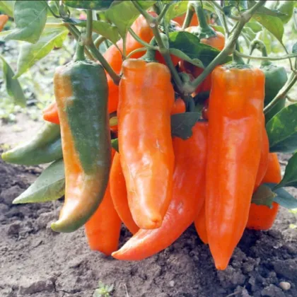 Papryka roczna Timia – Capsicum annuum – nasiona papryki – 30 szt.