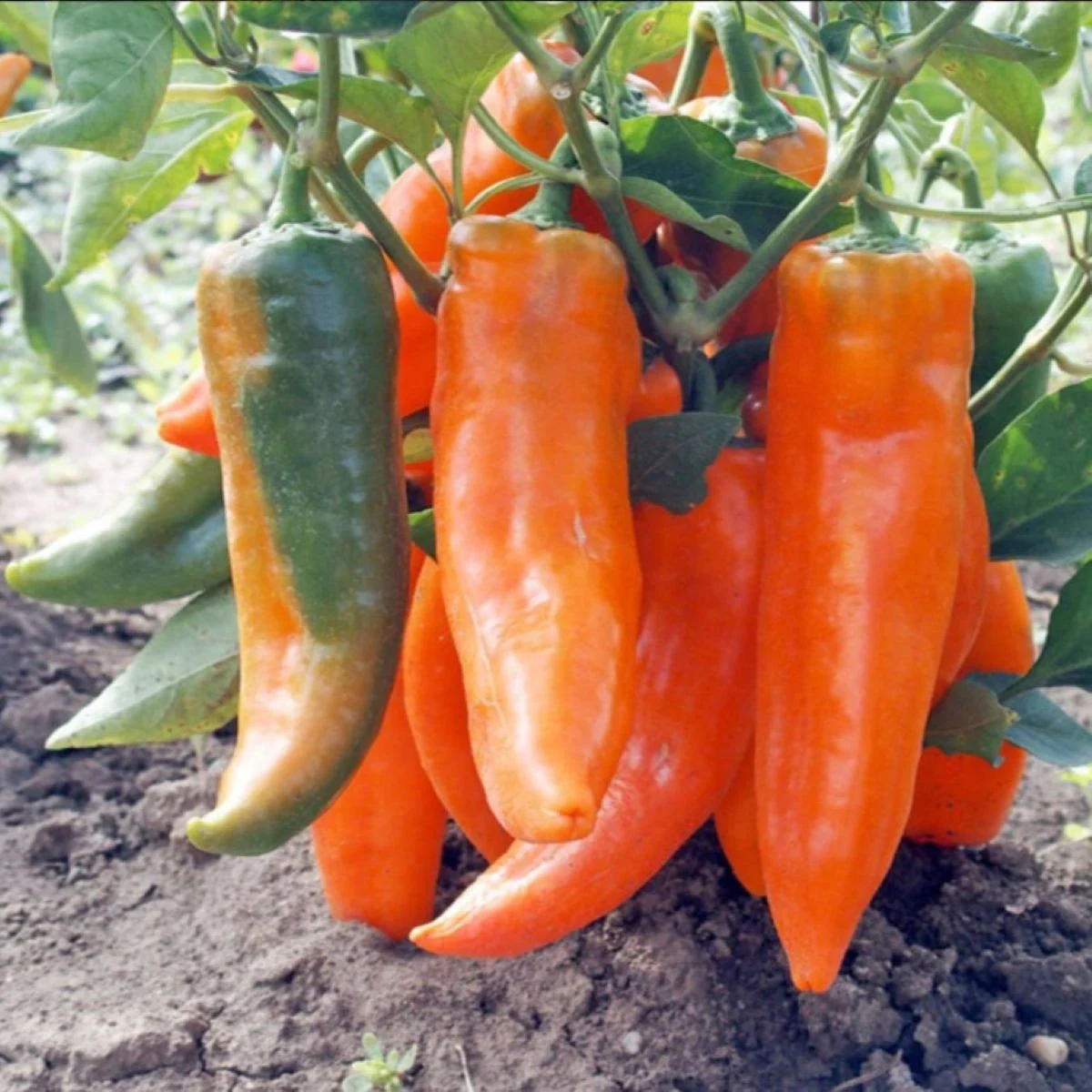 Papryka roczna Timia – Capsicum annuum – nasiona papryki – 30 szt.