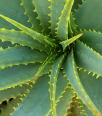 Aloe vera – Barbadensis miller – sprzedaż nasion aloesu