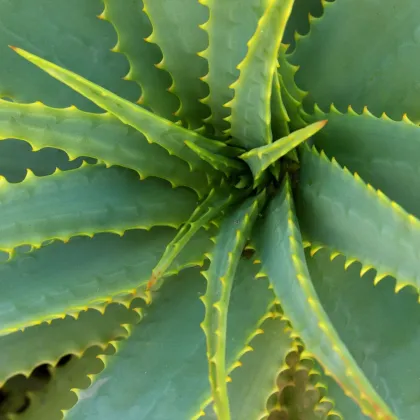 Aloe vera – Barbadensis miller – sprzedaż nasion aloesu
