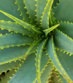 Aloe vera – Barbadensis miller – sprzedaż nasion aloesu