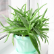 Aloe vera – Barbadensis miller – sprzedaż nasion aloesu