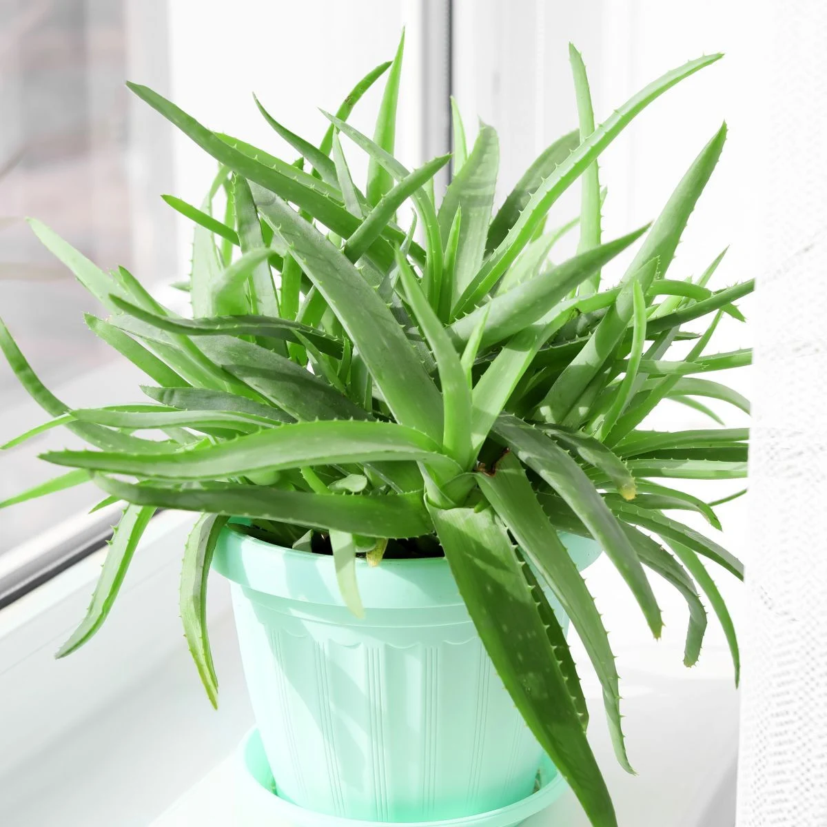 Aloe vera – Barbadensis miller – sprzedaż nasion aloesu