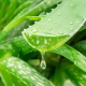 Aloe vera – Barbadensis miller – sprzedaż nasion aloesu