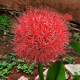 Krwokwiat – Scadoxus multiflorus – uprawa roślin ozdobnych