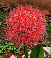 Krwokwiat – Scadoxus multiflorus – uprawa roślin ozdobnych