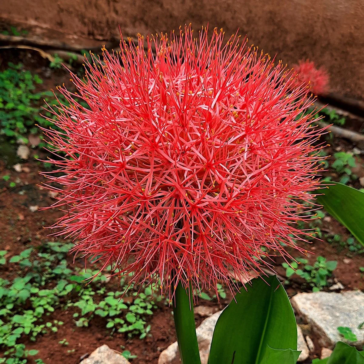 Krwokwiat – Scadoxus multiflorus – uprawa roślin ozdobnych