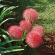 Krwokwiat – Scadoxus multiflorus – uprawa roślin ozdobnych