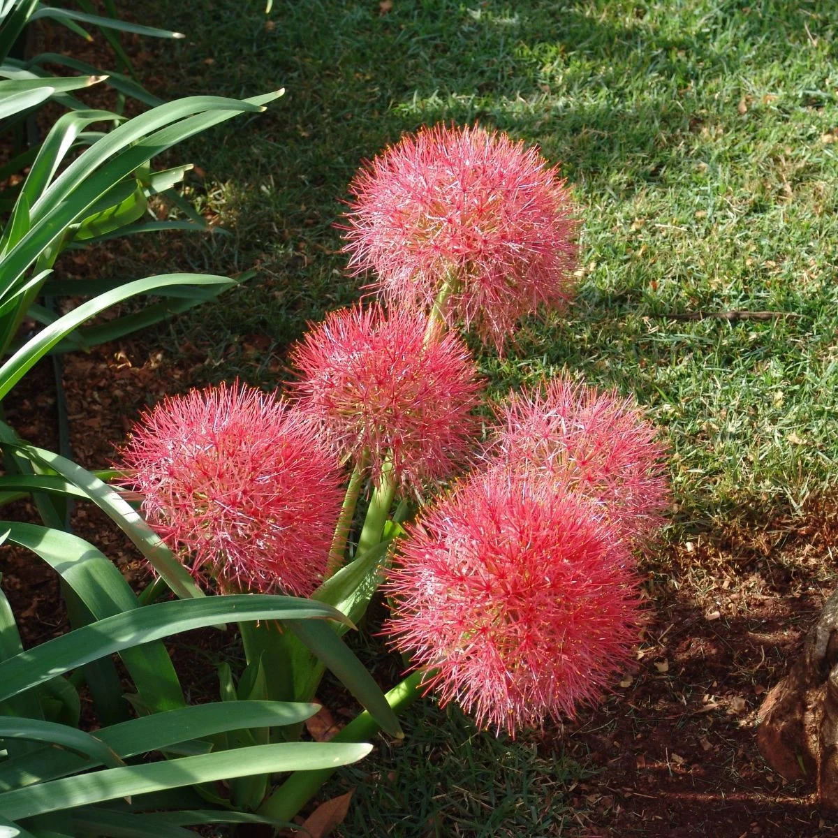 Krwokwiat – Scadoxus multiflorus – uprawa roślin ozdobnych