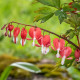 Sercuszka okazała Valentine – Dicentra spectabilis – bulwy serduszki – 1 szt.