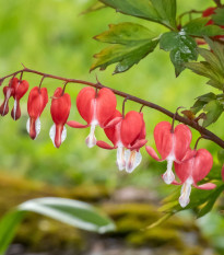 Sercuszka okazała Valentine – Dicentra spectabilis – bulwy serduszki – 1 szt.