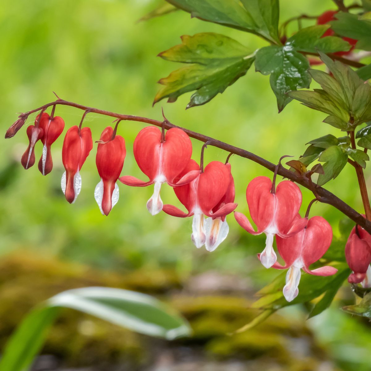 Sercuszka okazała Valentine – Dicentra spectabilis – bulwy serduszki – 1 szt.