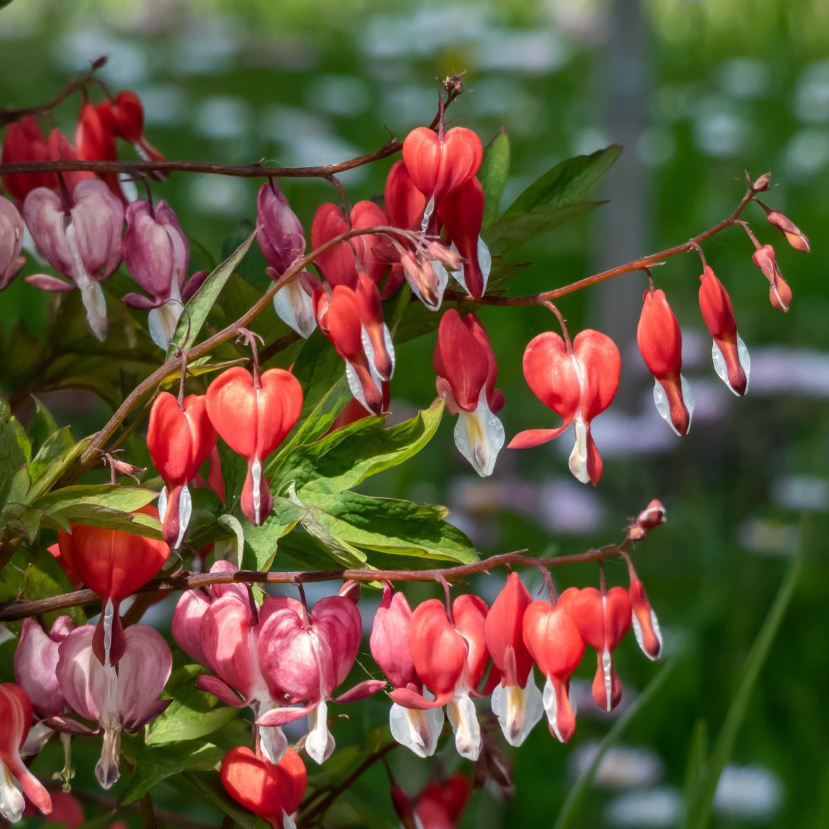 Sercuszka okazała Valentine – Dicentra spectabilis – bulwy serduszki – 1 szt.