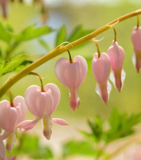 Sercuszka okazała Cupid – Dicentra spectabilis – bulwy serduszki – 1 szt.