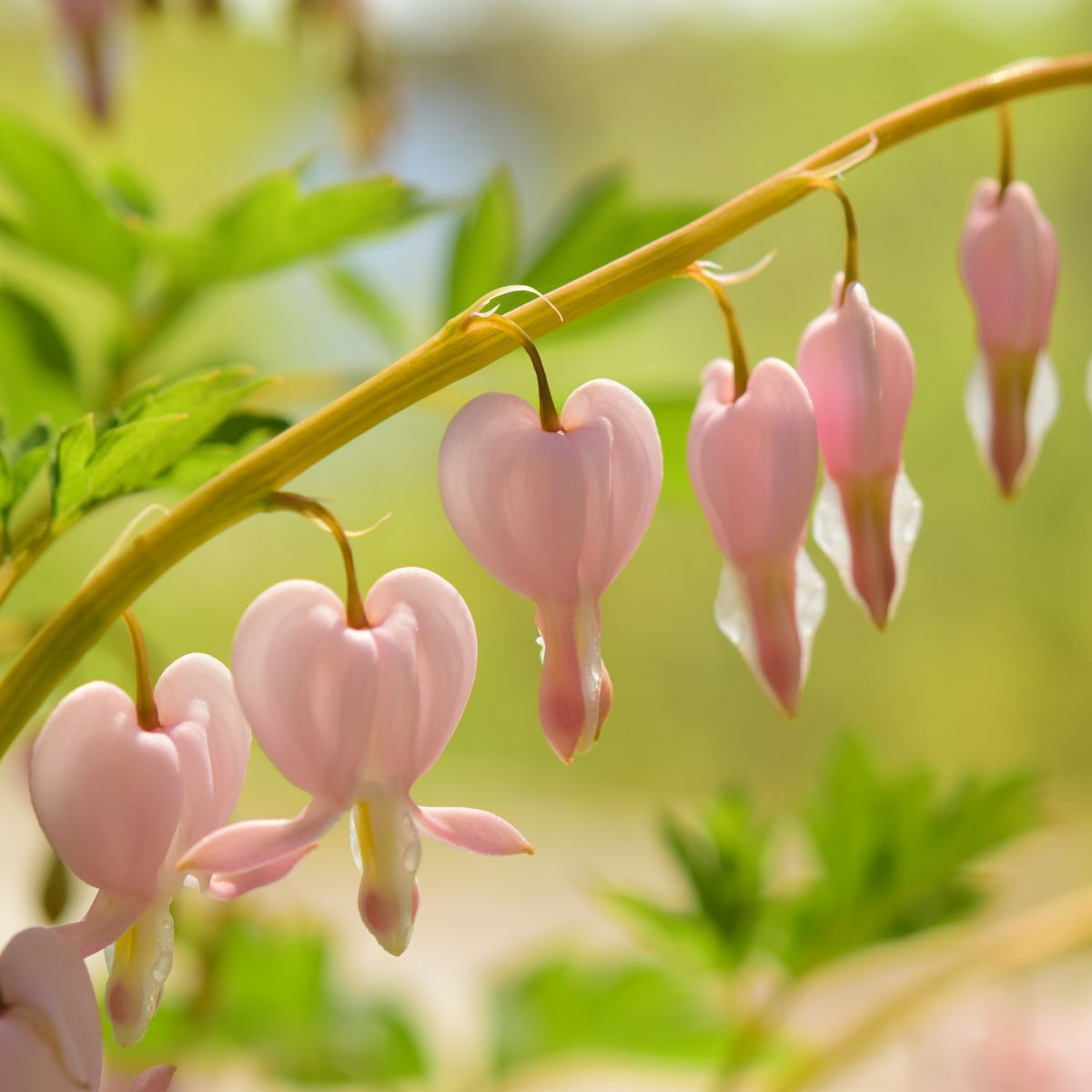 Sercuszka okazała Cupid – Dicentra spectabilis – bulwy serduszki – 1 szt.