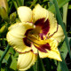 Liliowiec El Desperado – Hemerocallis – uprawa roślin ozdobnych kwitnących